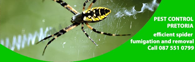 spider removal pretoria 